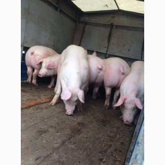 Свини 100-130 свині петрен, дюрок, ландрас. Продам свиней