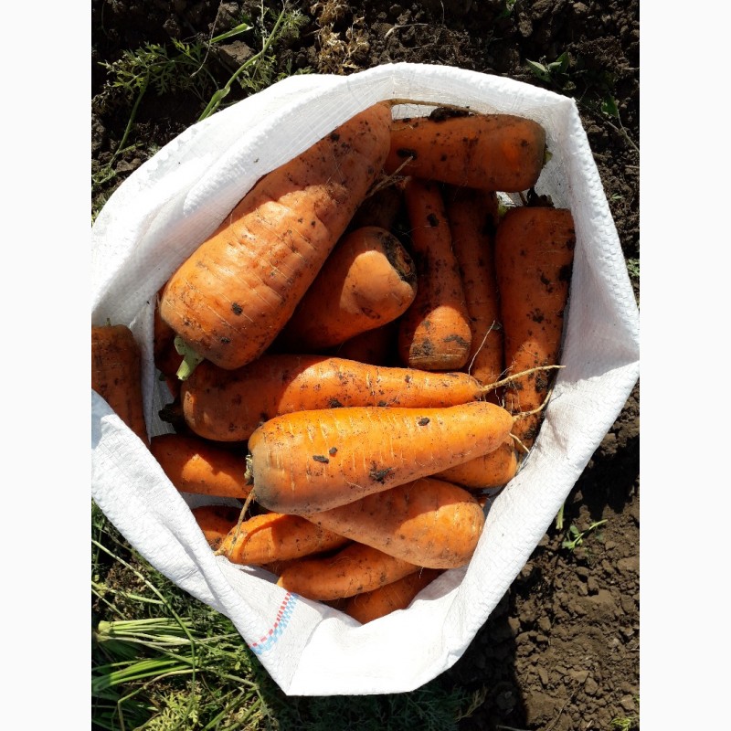 Фото 2. Морковь оптом с поля