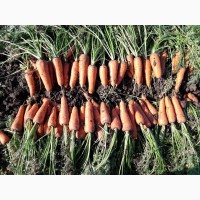 Морковь оптом с поля