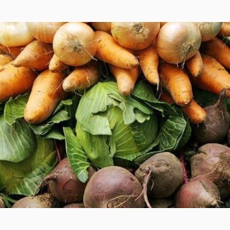 Закупаем картофель, морковь, лук, капусту белокочанную, свеклу