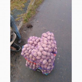 Куплю картоплю в Рівненській та Волинській області відмінної якості