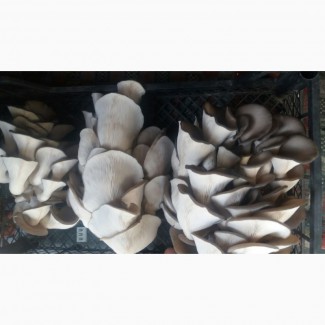 Продам гриби-ГЛИВИ