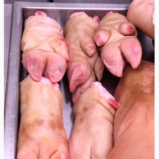 Продам свиные ноги оптом от 14грн/кг с НДС