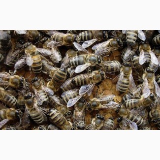 Продам 40 пчелосемей