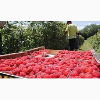 Маліна Малина ягода урожай 2020