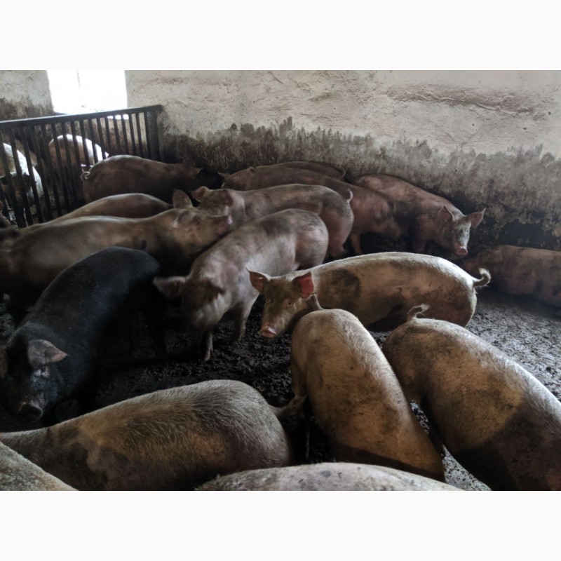 Фото 3. Продам свиней живым весом