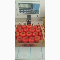 Продам оптом помидор, Турция