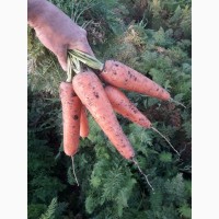 Продам морковь сорт Абако Мирафлорес