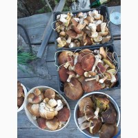 Продам сухие белые грибы