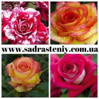 Саженцы роз в питомнике Сад Растений