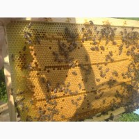 Продам бджолопакети ( сім#039;ї)