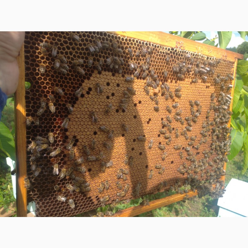 Фото 2. Продам бджолопакети ( сім#039;ї)