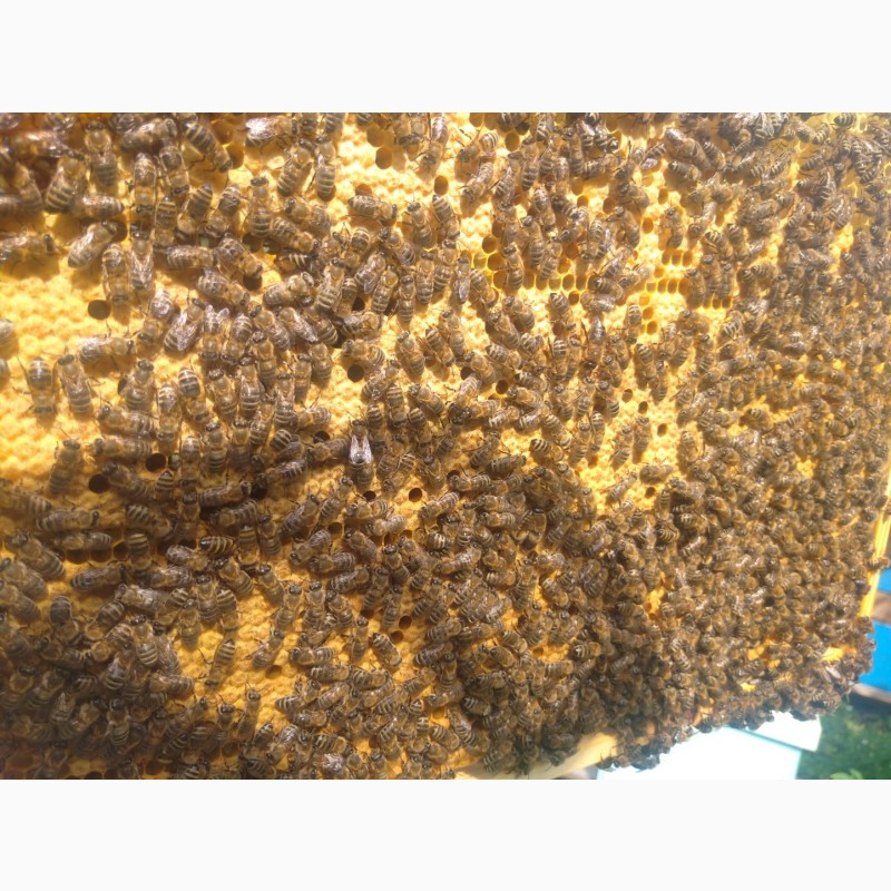 Фото 3. Продам бджолопакети ( сім#039;ї)