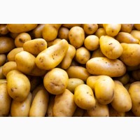 Куплю картоплю
