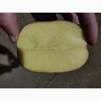 Господарство реалізує продовольчу та насіннєву картоплю сорт Белароса і Лабелла