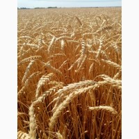 Насіння озимої пшениці