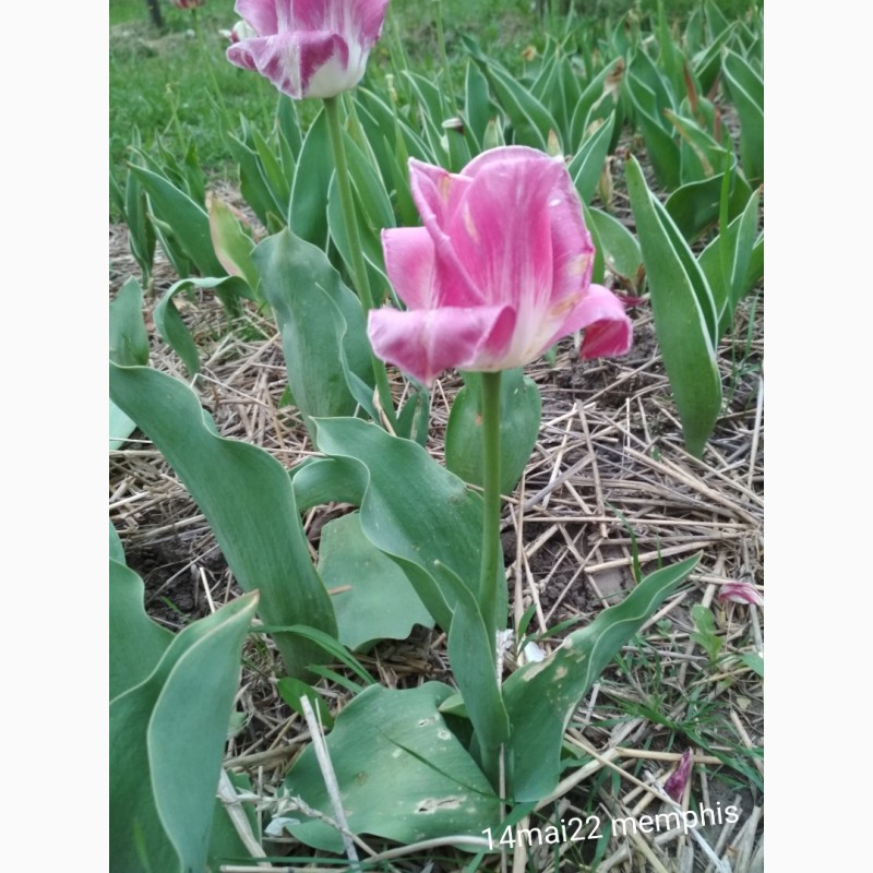 Фото 4. Тюльпан цибулини квіти