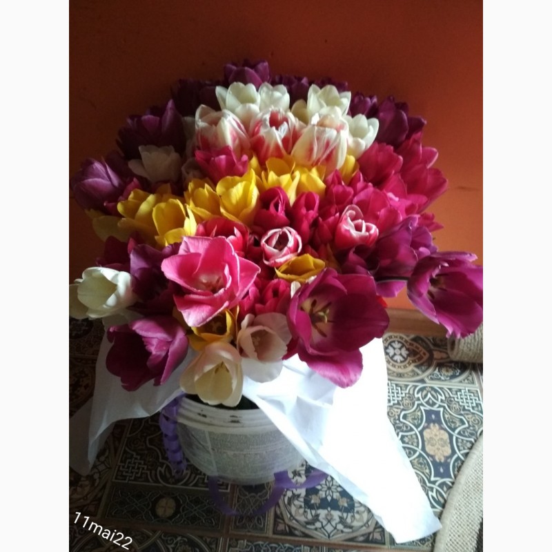Фото 5. Тюльпан цибулини квіти