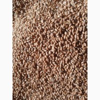 Wheat/soya in 50 kg bags for export, продам пшеницю/сою у мішках на експорт