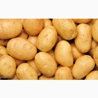 Продам продовольчу картоплю білих сортів оптом