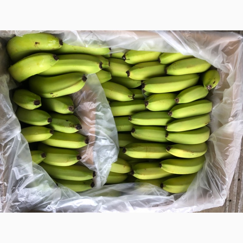 Фото 2. Продам банани ОПТ Эквадор, ЕС Україна
