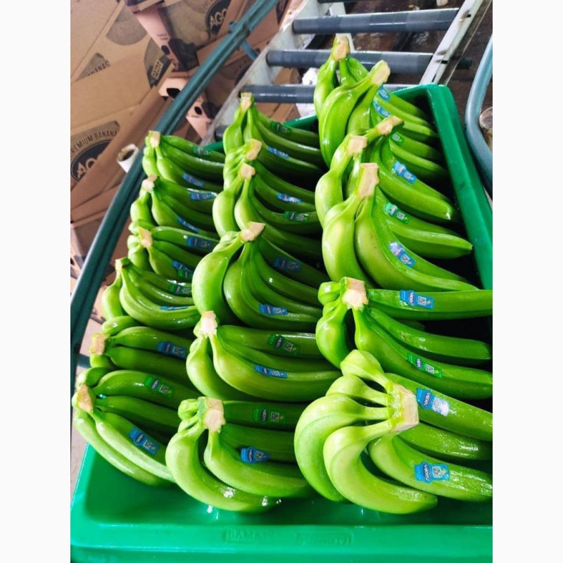 Фото 4. Продам банани ОПТ Эквадор, ЕС Україна