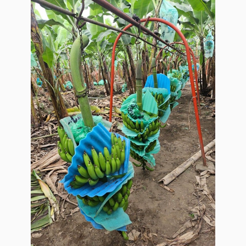 Фото 5. Продам банани ОПТ Эквадор, ЕС Україна