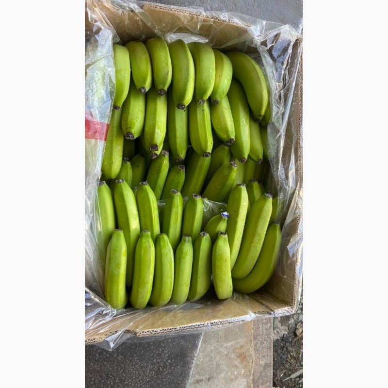 Фото 7. Продам банани ОПТ Эквадор, ЕС Україна