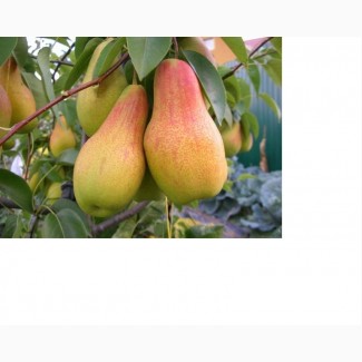 Продам саженцы высокоурожайных сортов груш, персиков, абрикосов и яблонь