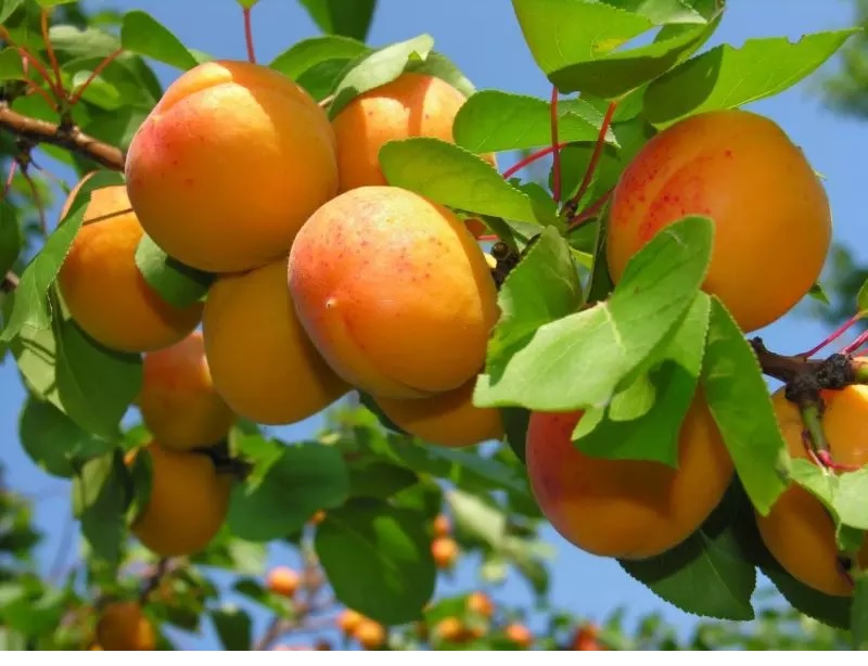 Фото 3. Продам саженцы высокоурожайных сортов груш, персиков, абрикосов и яблонь