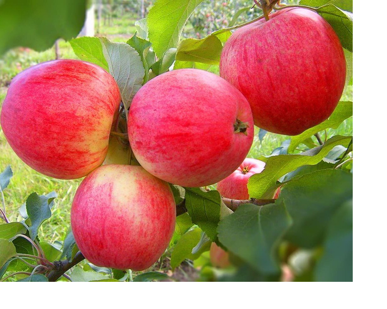 Фото 4. Продам саженцы высокоурожайных сортов груш, персиков, абрикосов и яблонь
