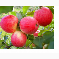 Продам саженцы высокоурожайных сортов груш, персиков, абрикосов и яблонь
