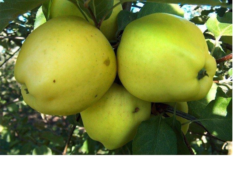 Фото 5. Продам саженцы высокоурожайных сортов груш, персиков, абрикосов и яблонь