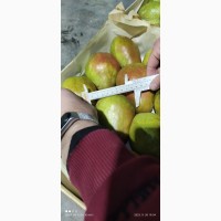Груша яблунивська