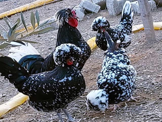 Фото 2. Інкубаційне яйце курей Голландська білохохла: чорна, мармурова, блакитна