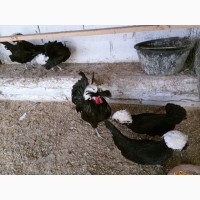 Інкубаційне яйце курей Голландська білохохла: чорна, мармурова, блакитна