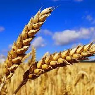Насіння пшениці озимої Бонанза 1Р та Еліта