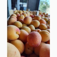 Продам абрикосы