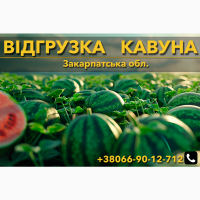 Продам Кавуни. Відгрузка