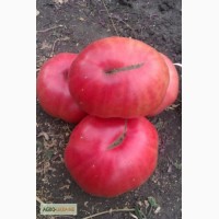 Семена томата (помидор) весовые, пакетированные