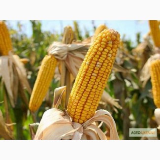 Продам насіння кукурудзи Гран 310