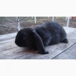 Продам кролика порода французский баран