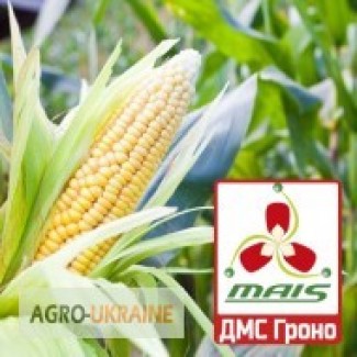 Продам гібрид кукурузи ДМС ГРОНО (2018 року)