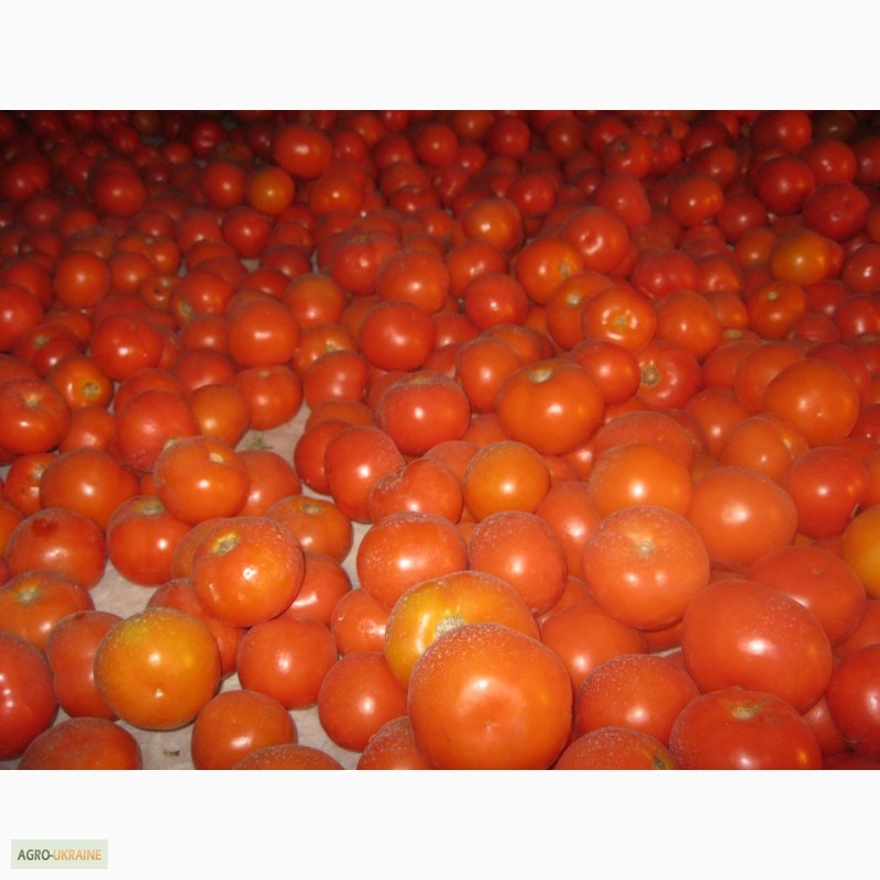 Фото 10. Продам помідори на переробку в наявності червоні, зелені і з дефектом