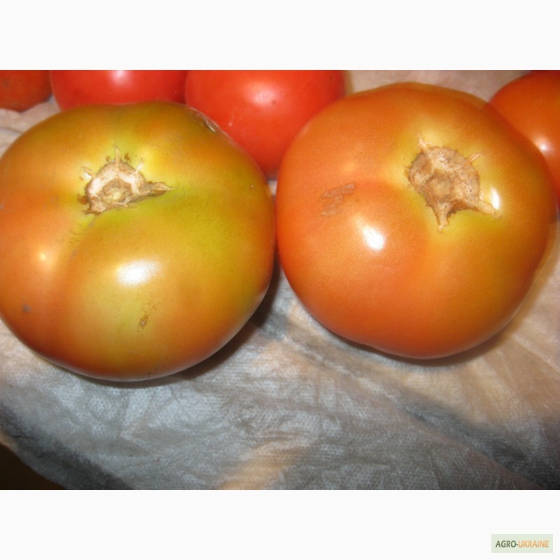 Фото 2. Продам помідори на переробку в наявності червоні, зелені і з дефектом
