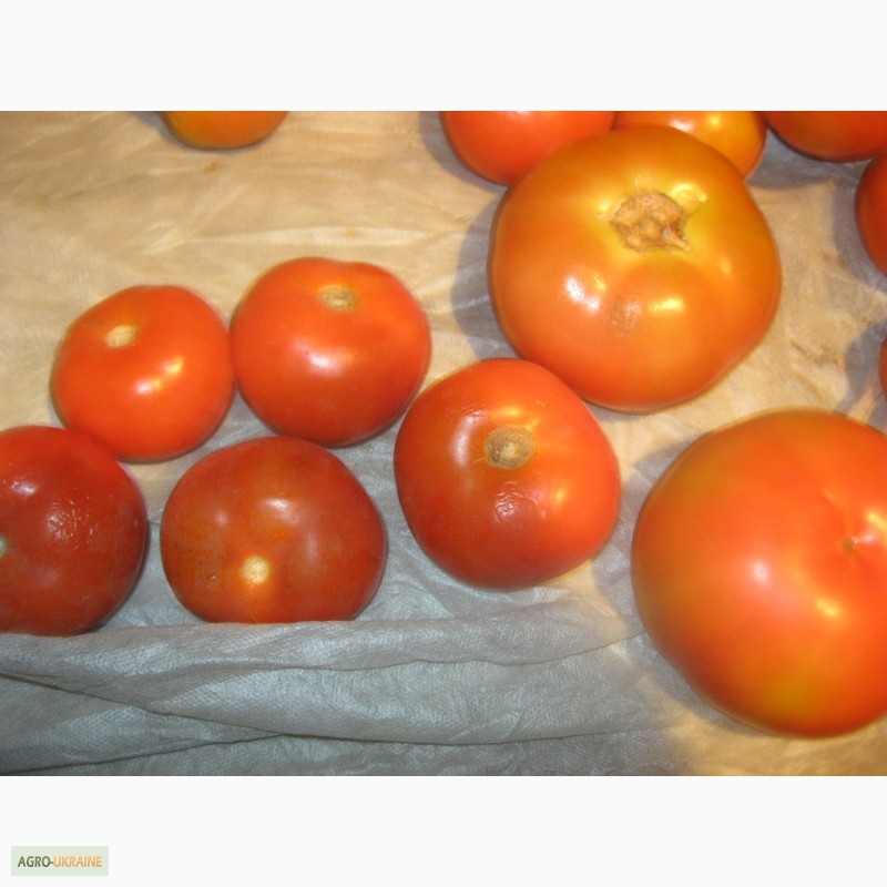 Фото 3. Продам помідори на переробку в наявності червоні, зелені і з дефектом