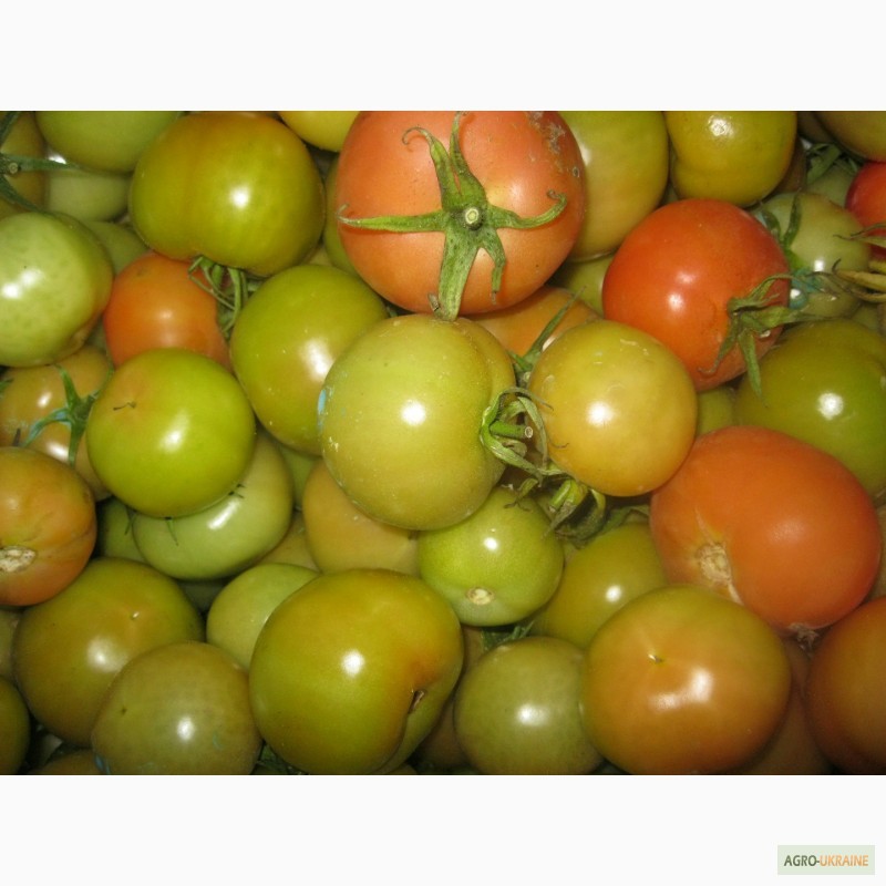 Фото 4. Продам помідори на переробку в наявності червоні, зелені і з дефектом