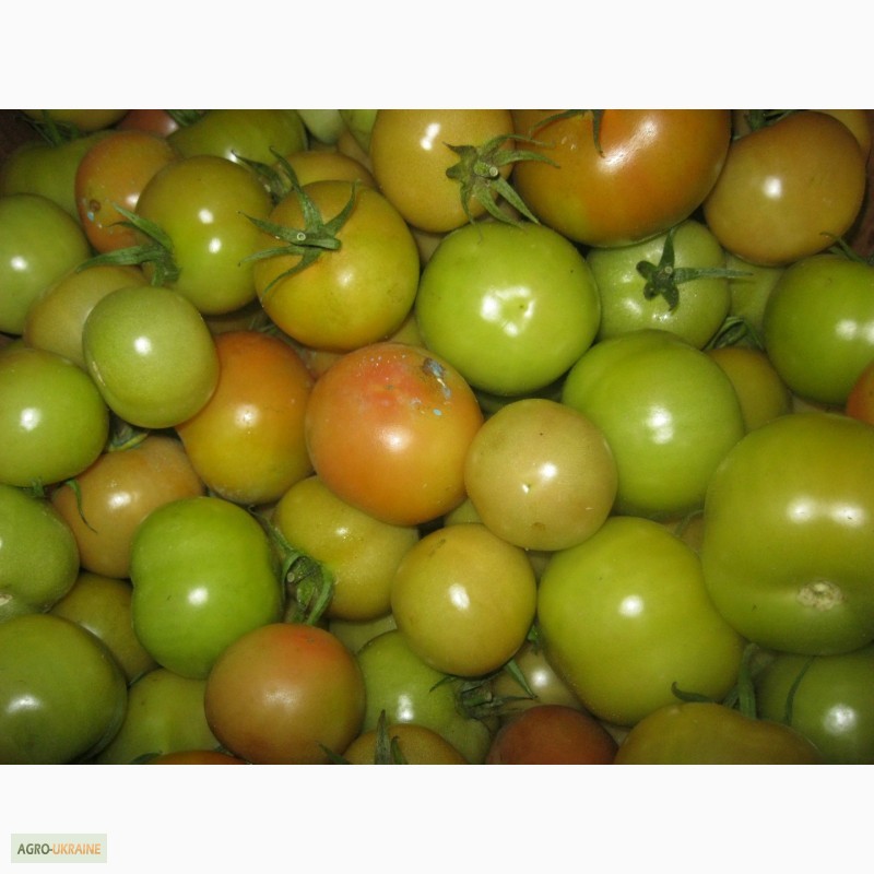 Фото 5. Продам помідори на переробку в наявності червоні, зелені і з дефектом