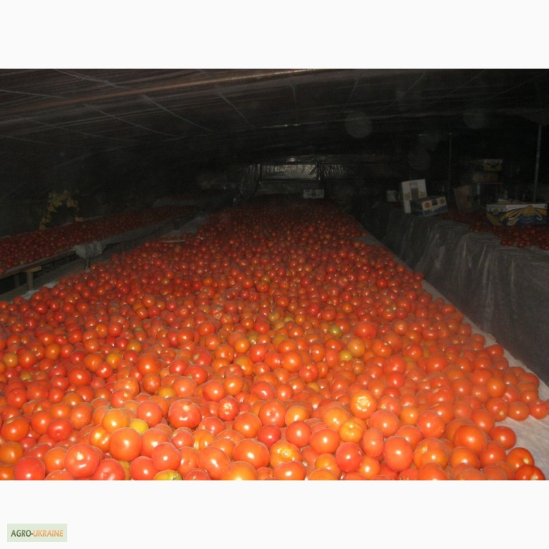 Фото 6. Продам помідори на переробку в наявності червоні, зелені і з дефектом