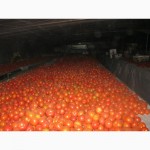 Продам помідори на переробку в наявності червоні, зелені і з дефектом